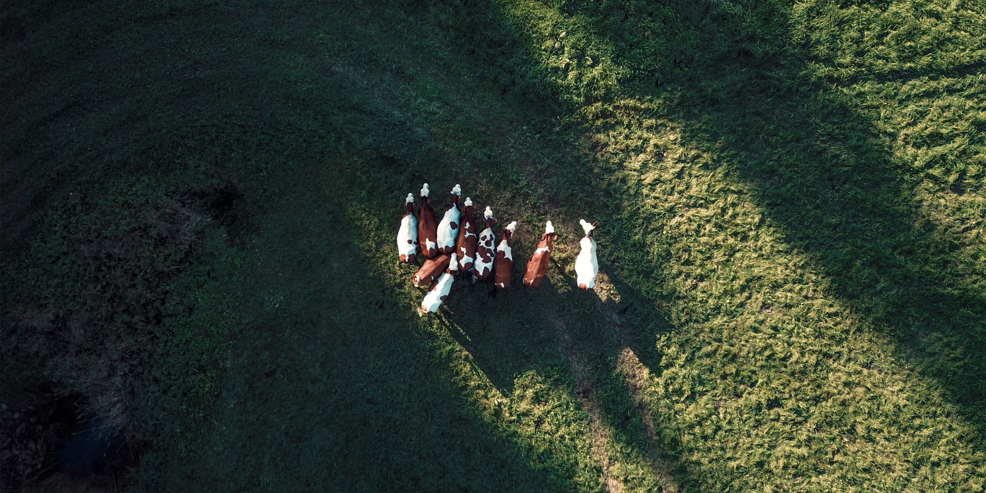 Groupe de vache montbéliarde