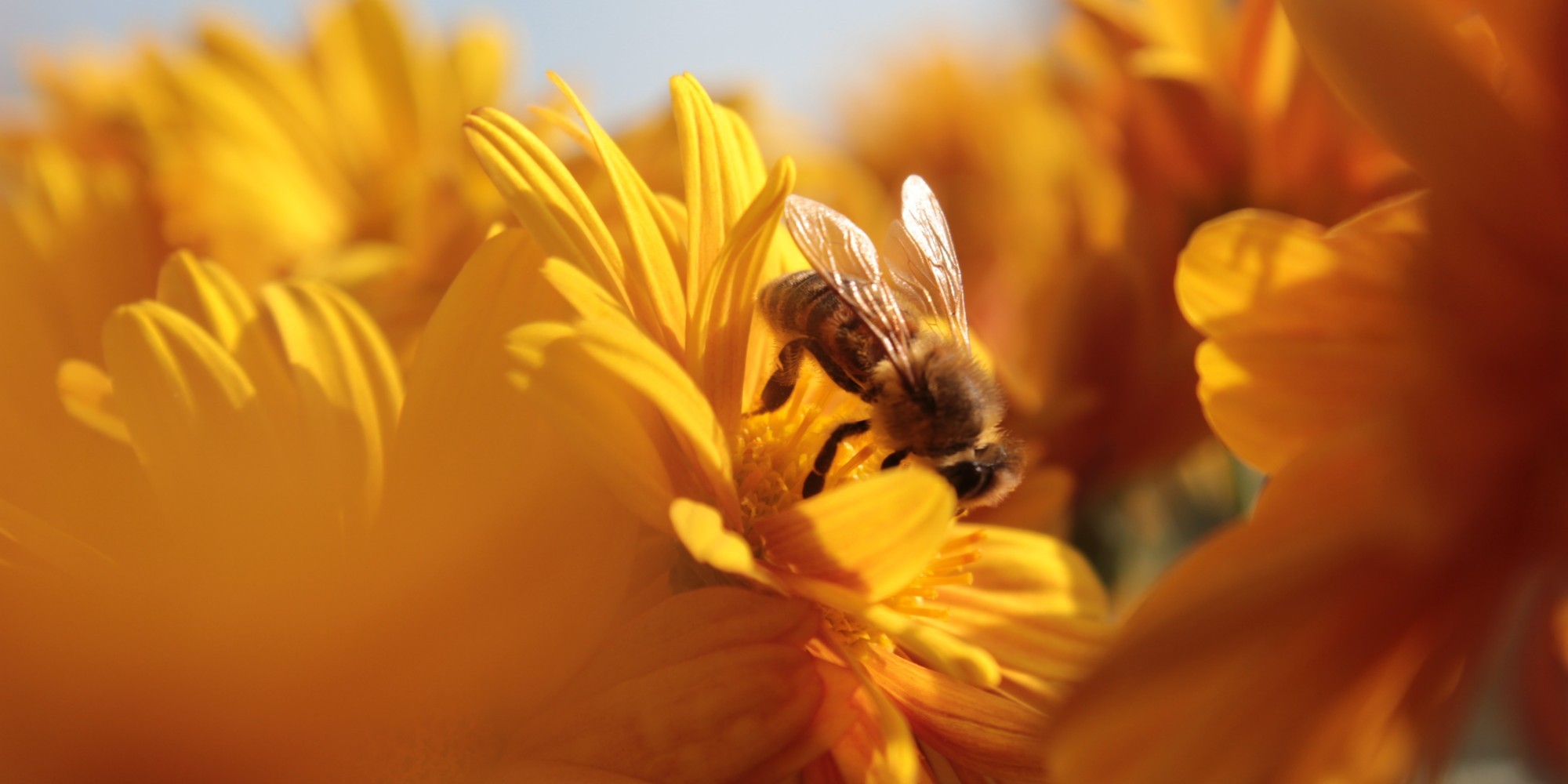 Une abeille qui butine